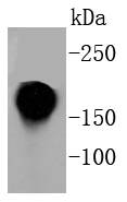CD11a Antibody