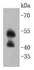 JNK2 Antibody