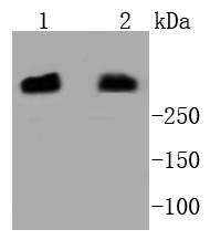 DNA PKcs Antibody
