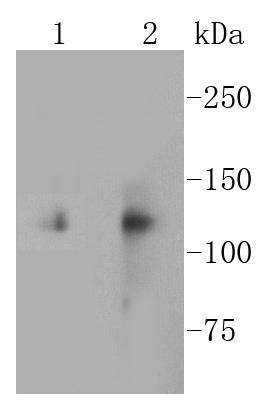Integrin alpha V Antibody