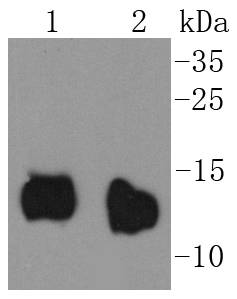 Cytochrome C Antibody