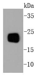 PBP Antibody
