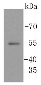 SGK1 Antibody