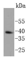 Nanog Antibody