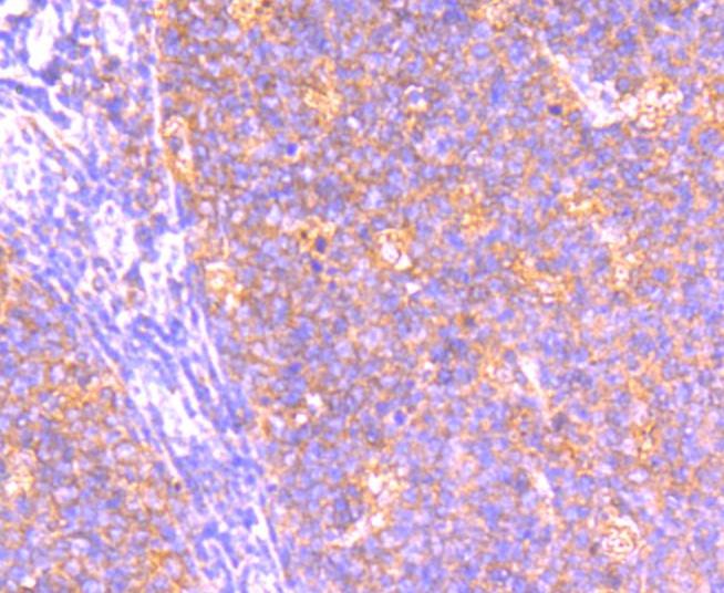 BCL2A1 Antibody