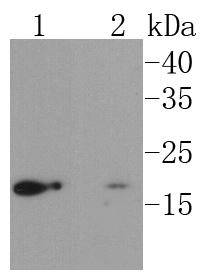 UBC9 Antibody