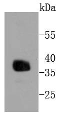 Apolipoprotein E Antibody
