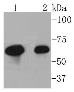 COX2/Cyclooxygenase 2 Antibody