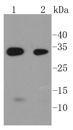 Caspase-6 Antibody