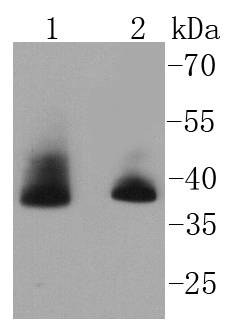 Aurora B Antibody
