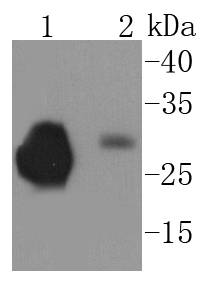 Prion Protein(PrP) Antibody