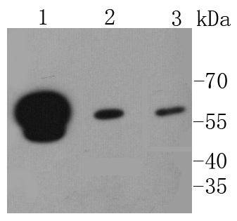 hnRNP K Antibody