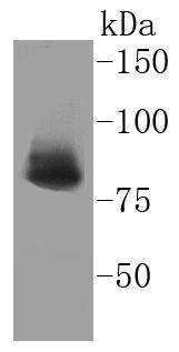 Ku80 Antibody