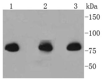Radixin Antibody