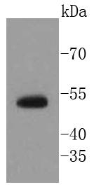 p63 Antibody