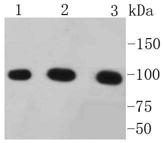 alpha 1 Catenin Antibody