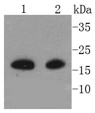 MelanA Antibody