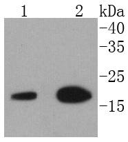 eIF5A Antibody