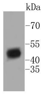 HDAC3 Antibody