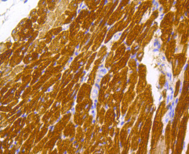 Cardiac Troponin T Antibody