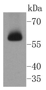 Chk2 Antibody