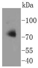 Apg7 Antibody
