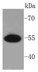 PRP19 Antibody