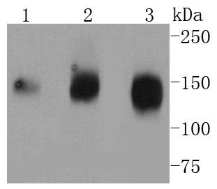CD13 Antibody