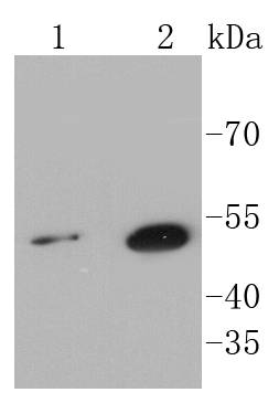 Sonic Hedgehog Protein/SHH(C-Product) Antibody