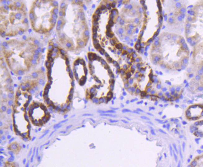 Cytochrome C Antibody