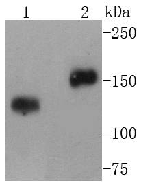 CD21 Antibody