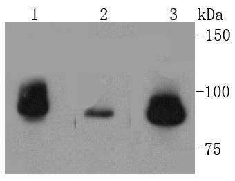 Topoisomerase I Antibody