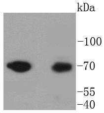 Moesin Antibody