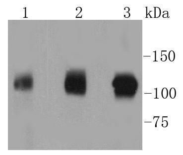 GART Antibody