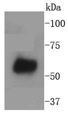 WASF2 Antibody
