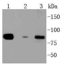 Daxx Antibody