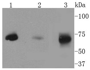 MEKK2 Antibody