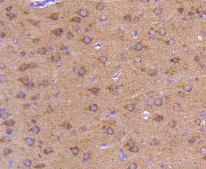 ATG9A Antibody