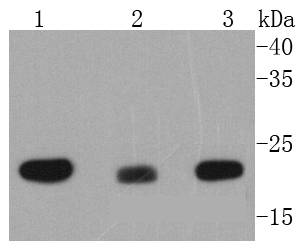 MTCO2 Antibody