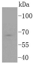 TCF7L2 Antibody