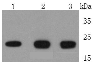 DIABLO Antibody