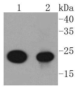 AKAP14 Antibody