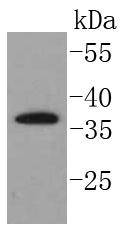 SCF Antibody