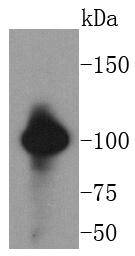 VAV2 Antibody
