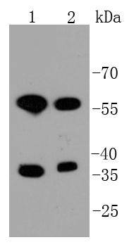 Mst2 Antibody