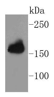APC Antibody
