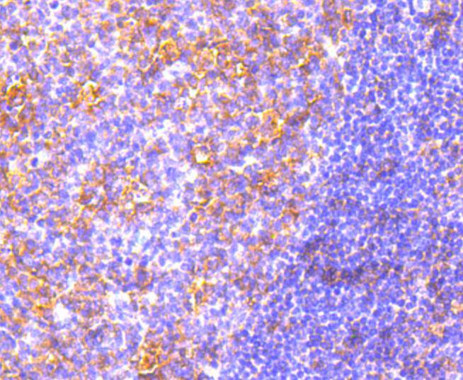 MyD88 Antibody
