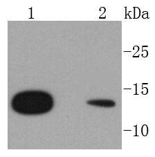 RPS20 Antibody