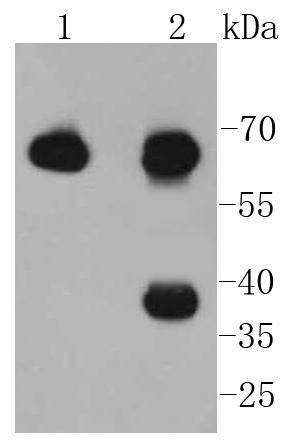 PKR Antibody