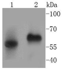 CD14 Antibody